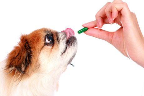 perro medicina1 - Self-Medicating your pet can be dangerous