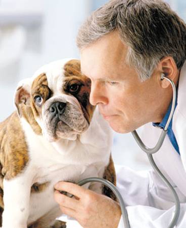 perro veterinario, Seguros Veterinarios, seguros para perros