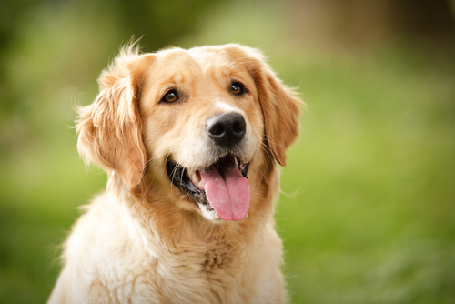 golden retriever, Seguros Veterinarios, seguros para perros