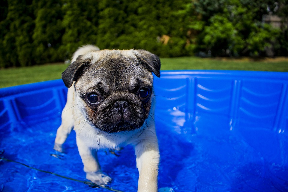 perro en piscina - Cómo cuidar a mi perro en Verano