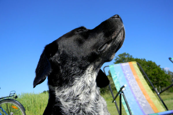 Perro en verano, Seguros Veterinarios, seguros para perros