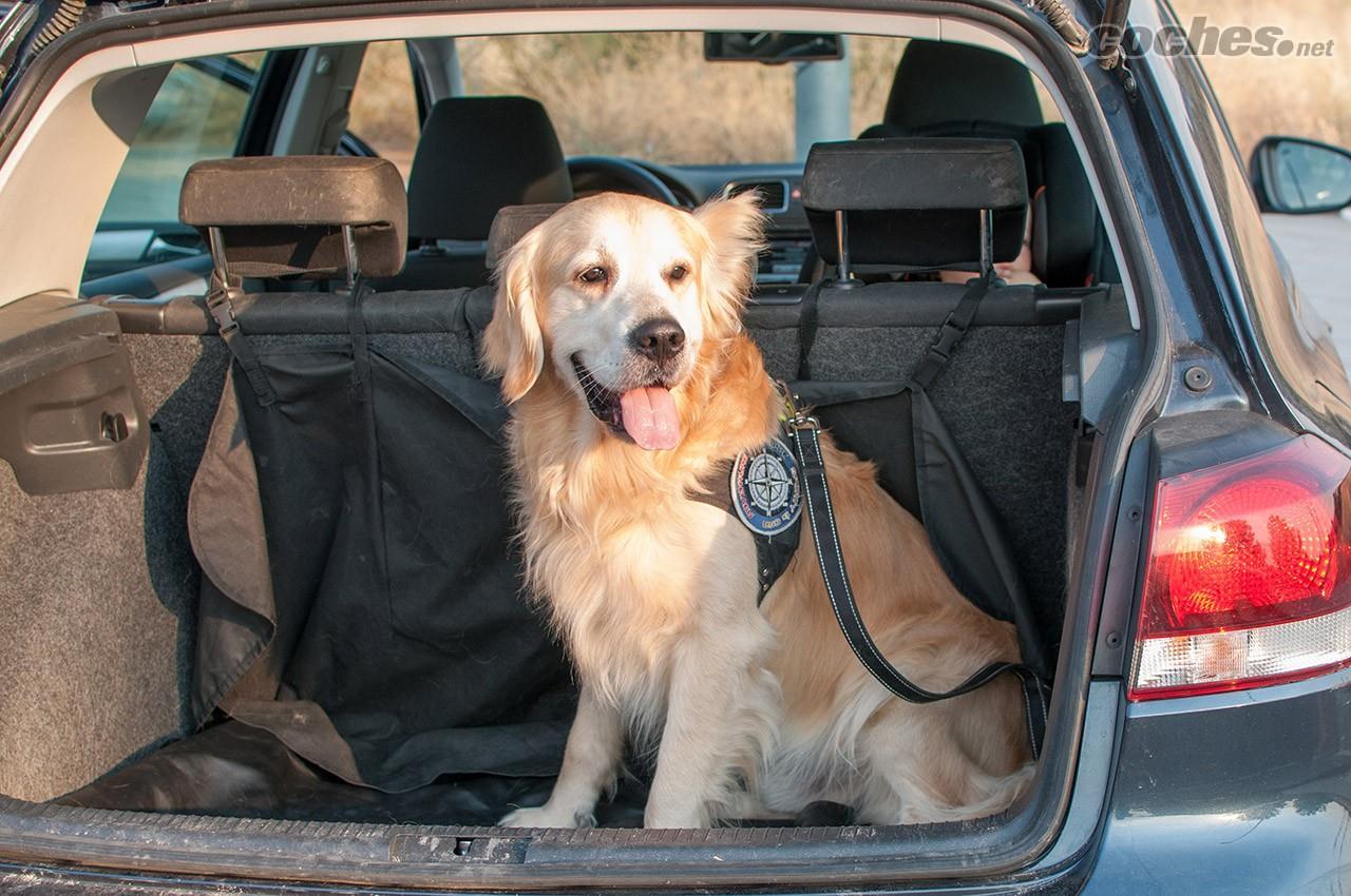 Cómo viajar con tu perro en el coche - Yo Animal
