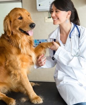 Golden retriever Seguros Veterinarios seguros para perros