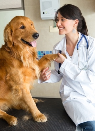 Golden retriever Seguros Veterinarios seguros para perros
