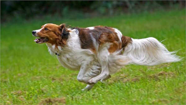 Perro corriendo Seguros Veterinarios seguros para perros