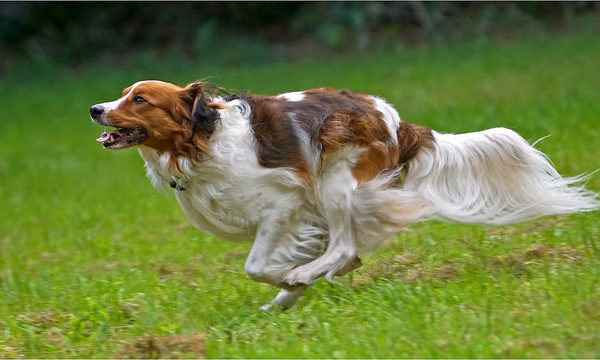 Perro corriendo Seguros Veterinarios seguros para perros