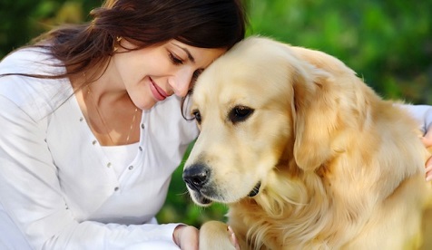 Golden retriever, Seguros Veterinarios, seguros para perros