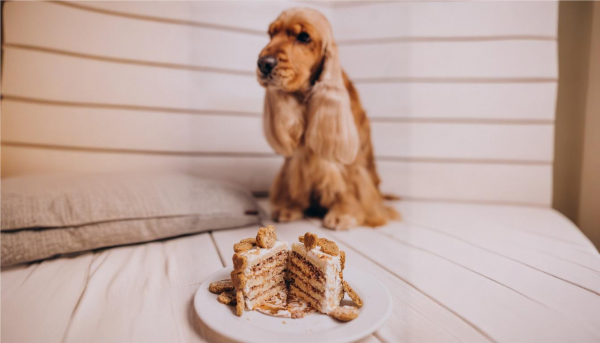 Cocker tarta Petplan