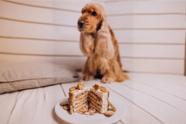 Cocker tarta Petplan