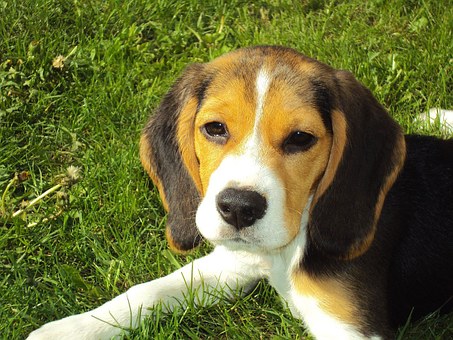 Beagle, Seguros Veterinarios, Seguros para perros