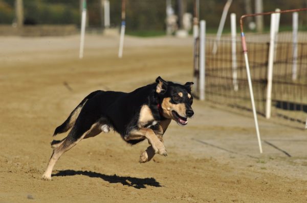 perro corriendo seguros veterinarios seguros para perros