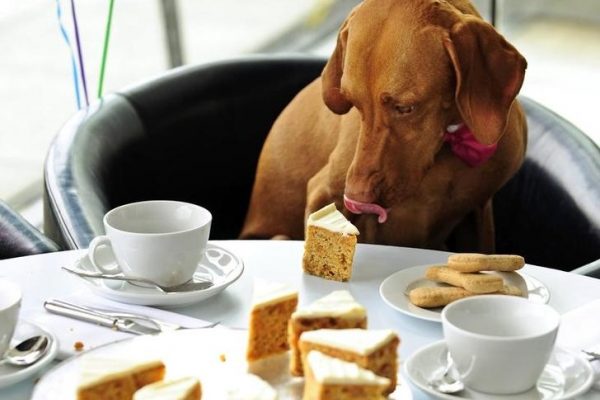blog7 600x400 - TOP 10: Food your dog should not eat