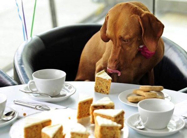 blog7 600x443 - TOP 10: Food your dog should not eat