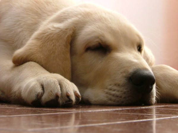 Labrador retriever, Seguros Veterinarios, seguros para perros