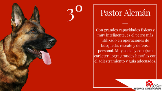 Pastor Aleman - ¿Cuáles son las 5 razas de perros más inteligentes?