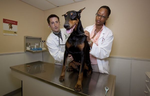 Seguros Veterinarios, Seguros para perros
