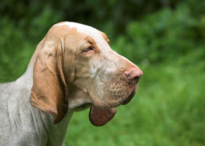 image 23 - Las 5 razas de perros más populares en España