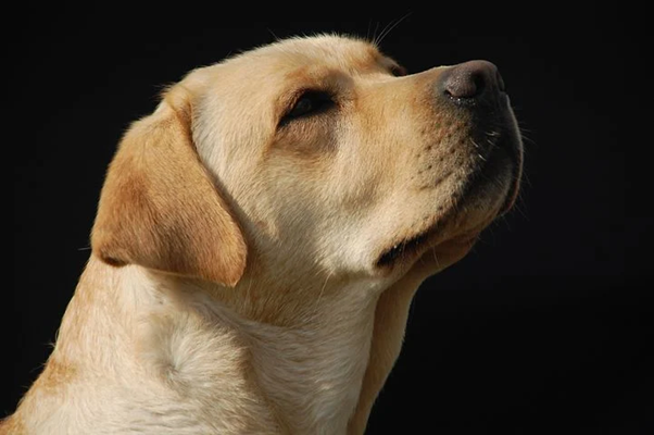 image 27 - Las 5 razas de perros más populares en España