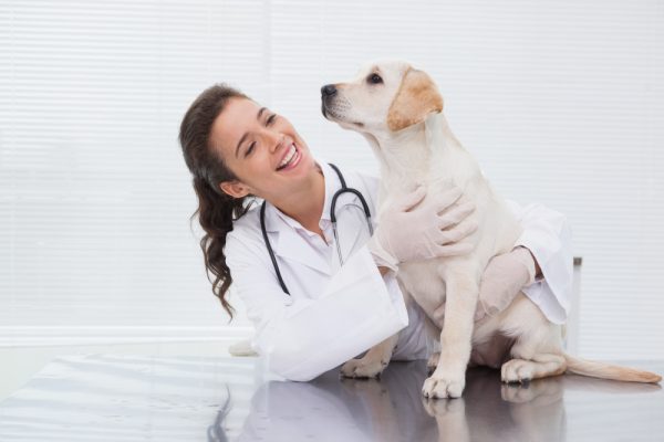 smiling veterinarian examining cute dog 600x400 - Perro asegurado VS Perro sin seguro