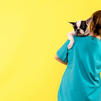 front view of female veterinarian holding little dog on yellow wall 350x350 - SegurosVeterinarios.com® in Media