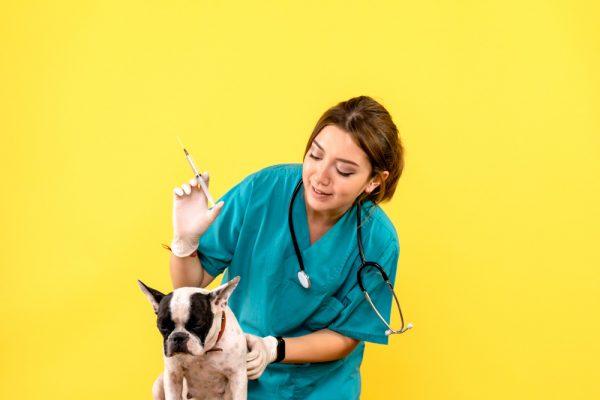 front view of female veterinarian injecting little dog on yellow wall 600x400 - VETS AND VETERINARY ASSISTANCE