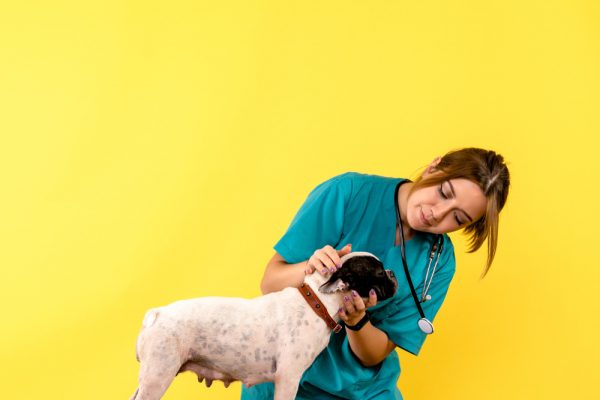front view of female veterinarian observing little dog on yellow wall 1 600x400 - WAITING PERIOD