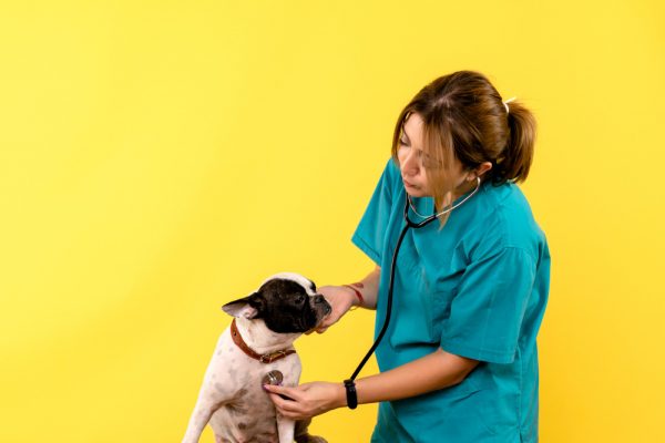 front view of female veterinarian observing little dog on yellow wall 3 600x400 - VACCINES