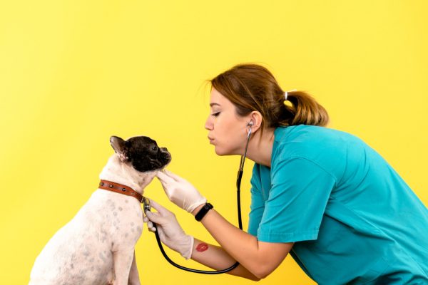 front view of female veterinarian observing little dog on yellow wall 600x400 - EXCESS