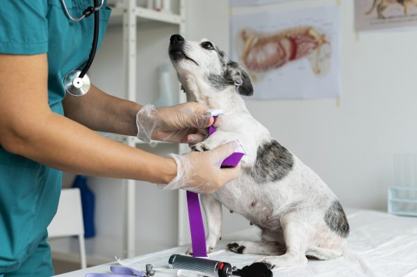 close up veterinarian taking care dog 600x399 - ¿CÓMO PROCEDER PARA DETECTAR TUMORES MAMARIOS EN PERROS?
