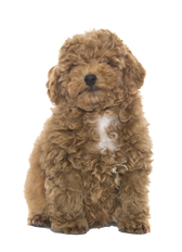 Poodle Toy Caniche